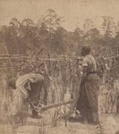 /assets/0000/7729/1361SG-1-AG-Rice-01.jpg