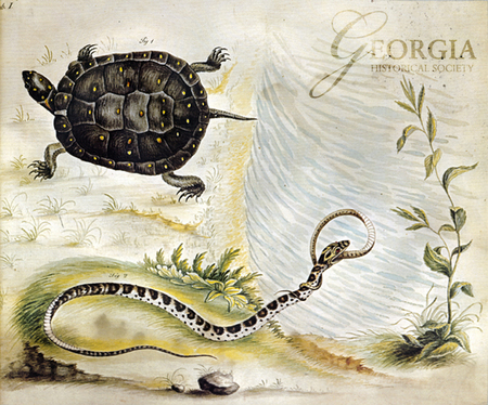 /assets/0001/1407/Bartram03_large.jpg