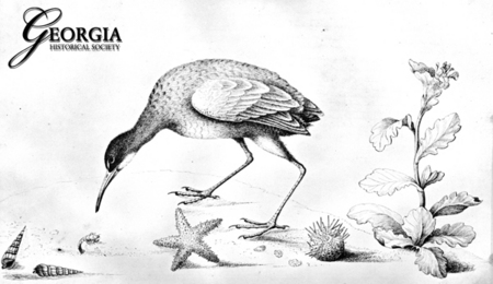 /assets/0001/1413/Bartram04_large.jpg