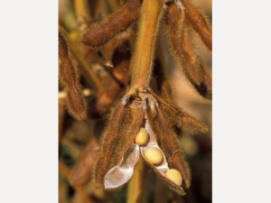 soybean-plant