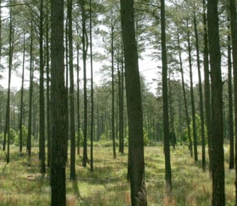 Pine forest in Madison, Georgia