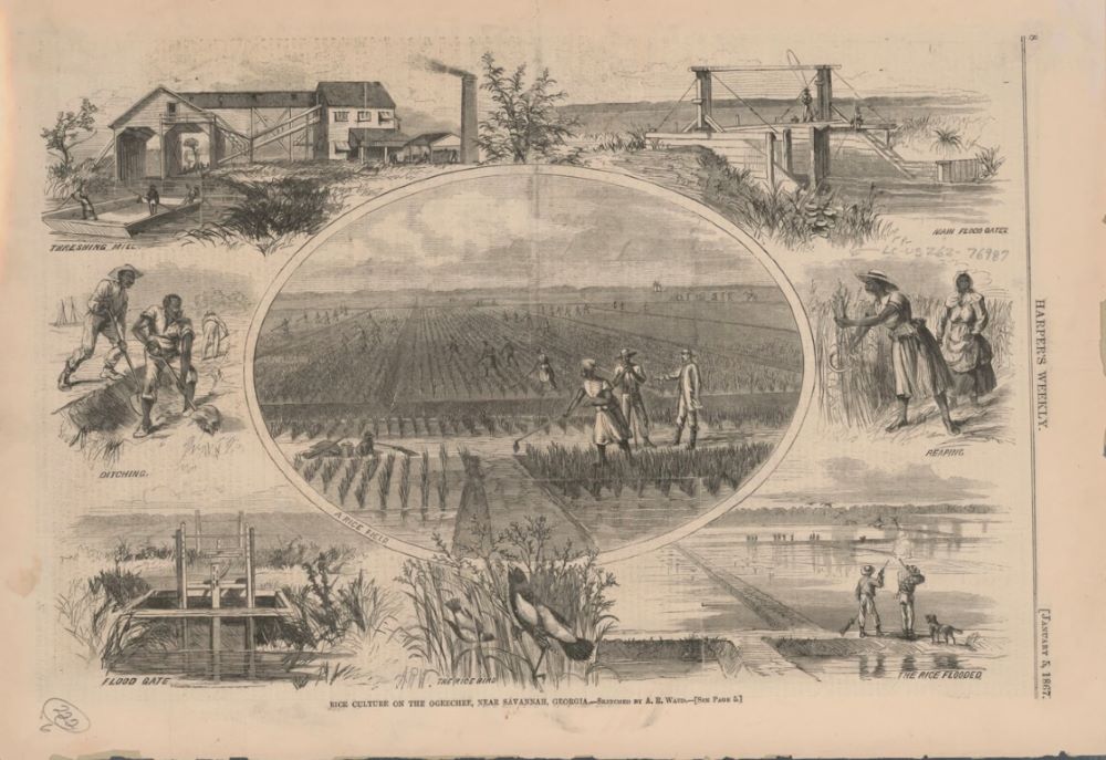 BR_8_Images_ Ogeechee_River_Rice Alfred R. Waud, Rice culture on the Ogeechee, near Savannah, Georgia/ Sketched by A.R. Waud, 1867, wood engraving print, 28 x 40 cm, Library of Congress Prints and Photographs Division.